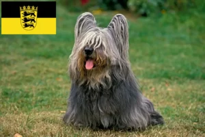Lee más sobre el artículo Criadores de Skye Terrier y cachorros en Baden-Württemberg
