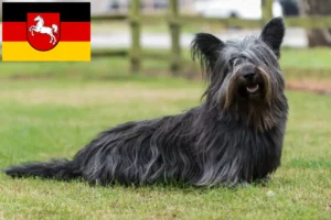 Lee más sobre el artículo Criadores de Skye Terrier y cachorros en Baja Sajonia