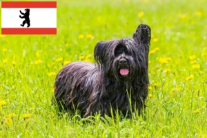 Lee más sobre el artículo Criadores de Skye Terrier y cachorros en Berlín