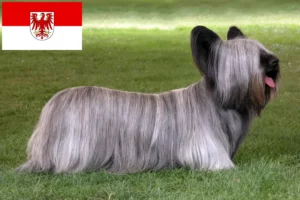 Lee más sobre el artículo Criadores de Skye Terrier y cachorros en Brandenburgo