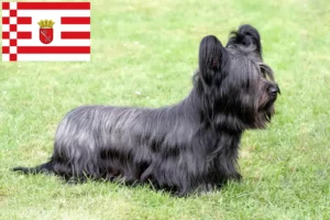 Lee más sobre el artículo Criadores de Skye Terrier y cachorros en Bremen