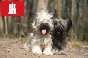Lee más sobre el artículo Skye Terrier criadores y cachorros en Hamburgo