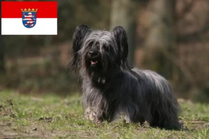Lee más sobre el artículo Skye Terrier criadores y cachorros en Hessen