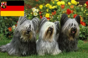 Lee más sobre el artículo Criadores de Skye Terrier y cachorros en Renania-Palatinado