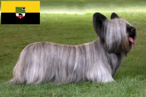 Lee más sobre el artículo Criadores y cachorros de Skye Terrier en Sajonia-Anhalt