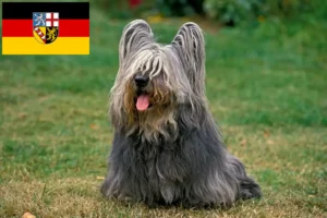 Lee más sobre el artículo Criadores de Skye Terrier y cachorros en Sarre