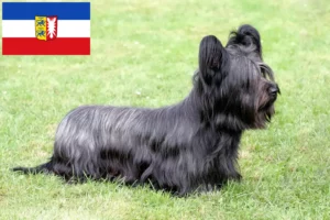 Lee más sobre el artículo Criadores de Skye Terrier y cachorros en Schleswig-Holstein