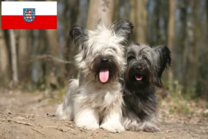 Lee más sobre el artículo Criadores de Skye Terrier y cachorros en Turingia
