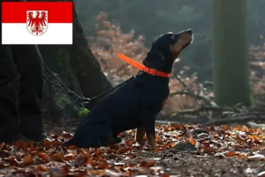 Lee más sobre el artículo Criadores de Slovenský kopov y cachorros en Brandemburgo