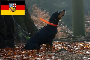 Lee más sobre el artículo Criadores de Slovenský kopov y cachorros en Sarre