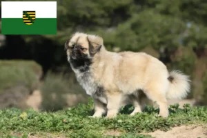 Lee más sobre el artículo Criadores de Spaniel Tibetano y cachorros en Sajonia