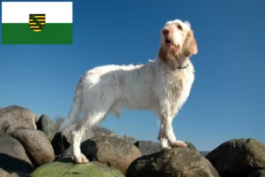 Lee más sobre el artículo Criadores de Spinone Italiano y cachorros en Sajonia
