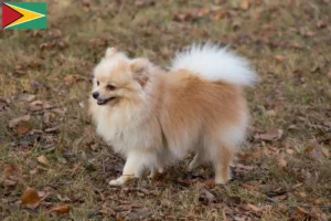 Lee más sobre el artículo Criadores de Spitz y cachorros en Guyana