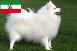 Lee más sobre el artículo Criadores de Spitz y cachorros en Renania del Norte-Westfalia