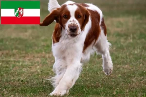 Lee más sobre el artículo Criadores de Springer Spaniel Galés y cachorros en Renania del Norte-Westfalia