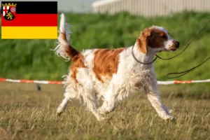 Lee más sobre el artículo Criadores de Springer Spaniel Galés y cachorros en Renania-Palatinado