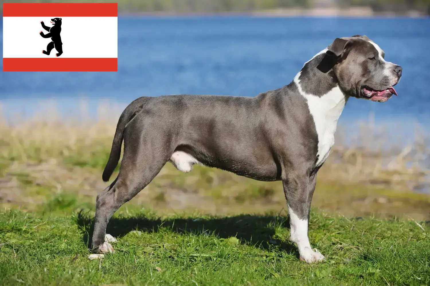 Lee más sobre el artículo Criadores de Staffordshire Bull Terrier y cachorros en Berlín