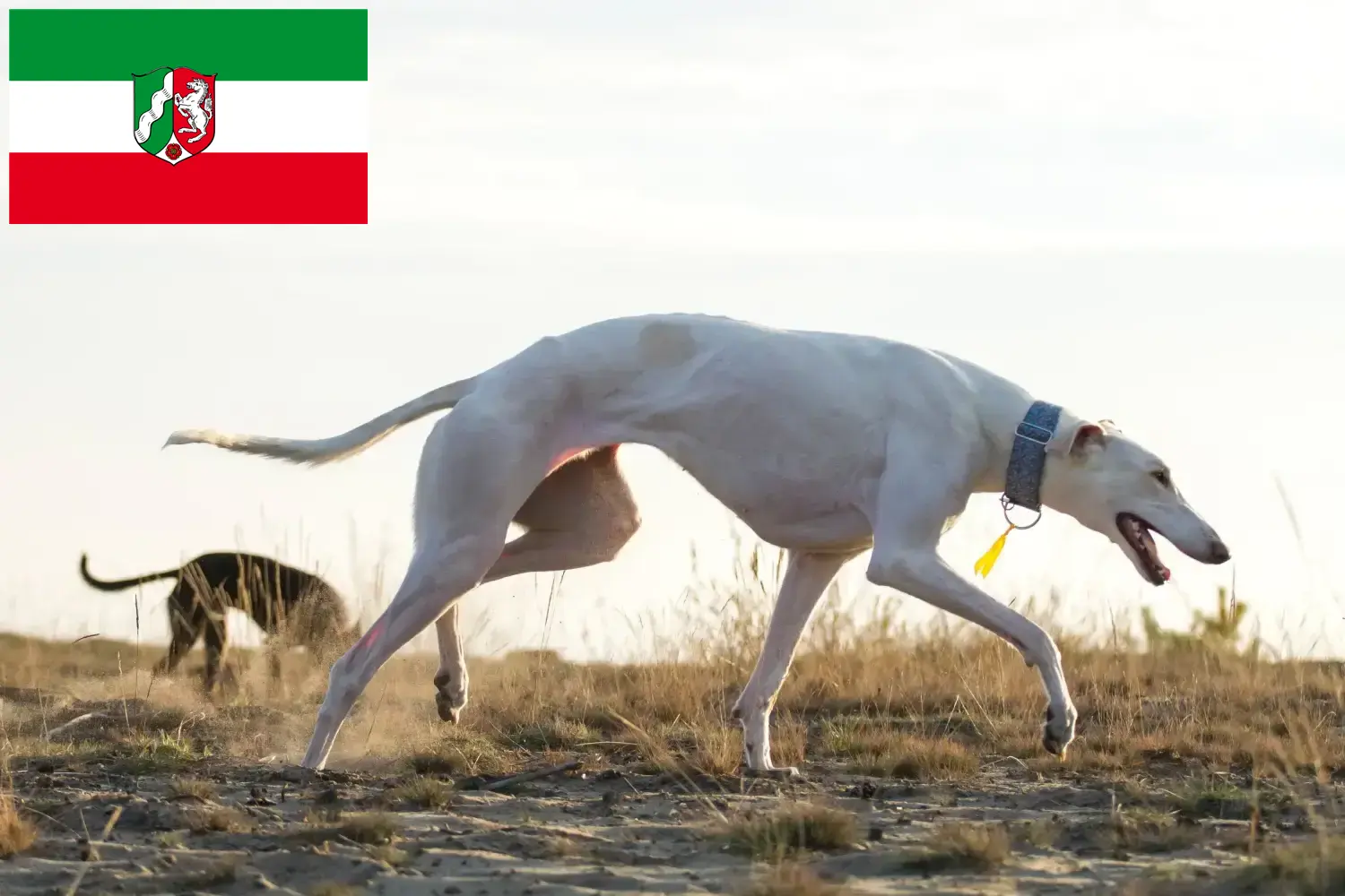 Lee más sobre el artículo Criadores y cachorros de Chart Polski en Renania del Norte-Westfalia