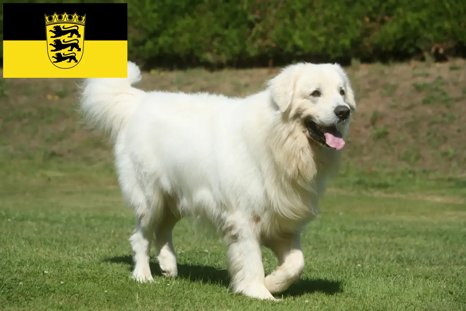 Lee más sobre el artículo Criadores de perros pastores de Tatra y cachorros en Baden-Württemberg