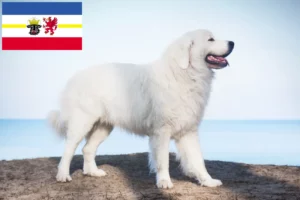 Lee más sobre el artículo Criadores de perros pastores de Tatra y cachorros en Mecklemburgo-Pomerania Occidental