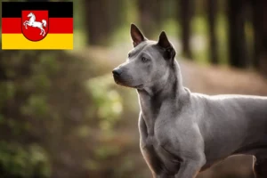 Lee más sobre el artículo Criadores y cachorros de Thai Ridgeback en Baja Sajonia