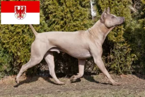 Lee más sobre el artículo Criadores y cachorros de Thai Ridgeback en Brandenburgo