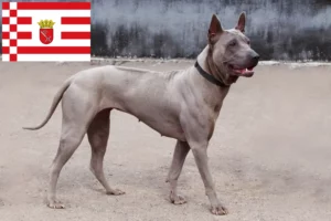 Lee más sobre el artículo Criador de Ridgeback tailandés y cachorros en Bremen