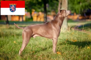 Lee más sobre el artículo Criadores y cachorros de Thai Ridgeback en Hessen