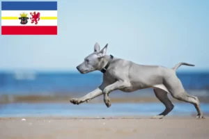 Lee más sobre el artículo Criadores y cachorros de Thai Ridgeback en Mecklemburgo-Pomerania Occidental