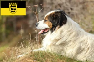 Lee más sobre el artículo Criadores de Tornjak y cachorros en Baden-Württemberg