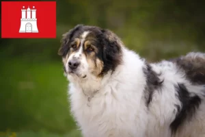 Lee más sobre el artículo Criadores de Tornjak y cachorros en Hamburgo