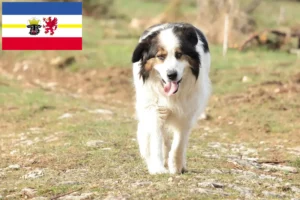 Lee más sobre el artículo Tornjak criadores y cachorros en Mecklemburgo-Pomerania Occidental