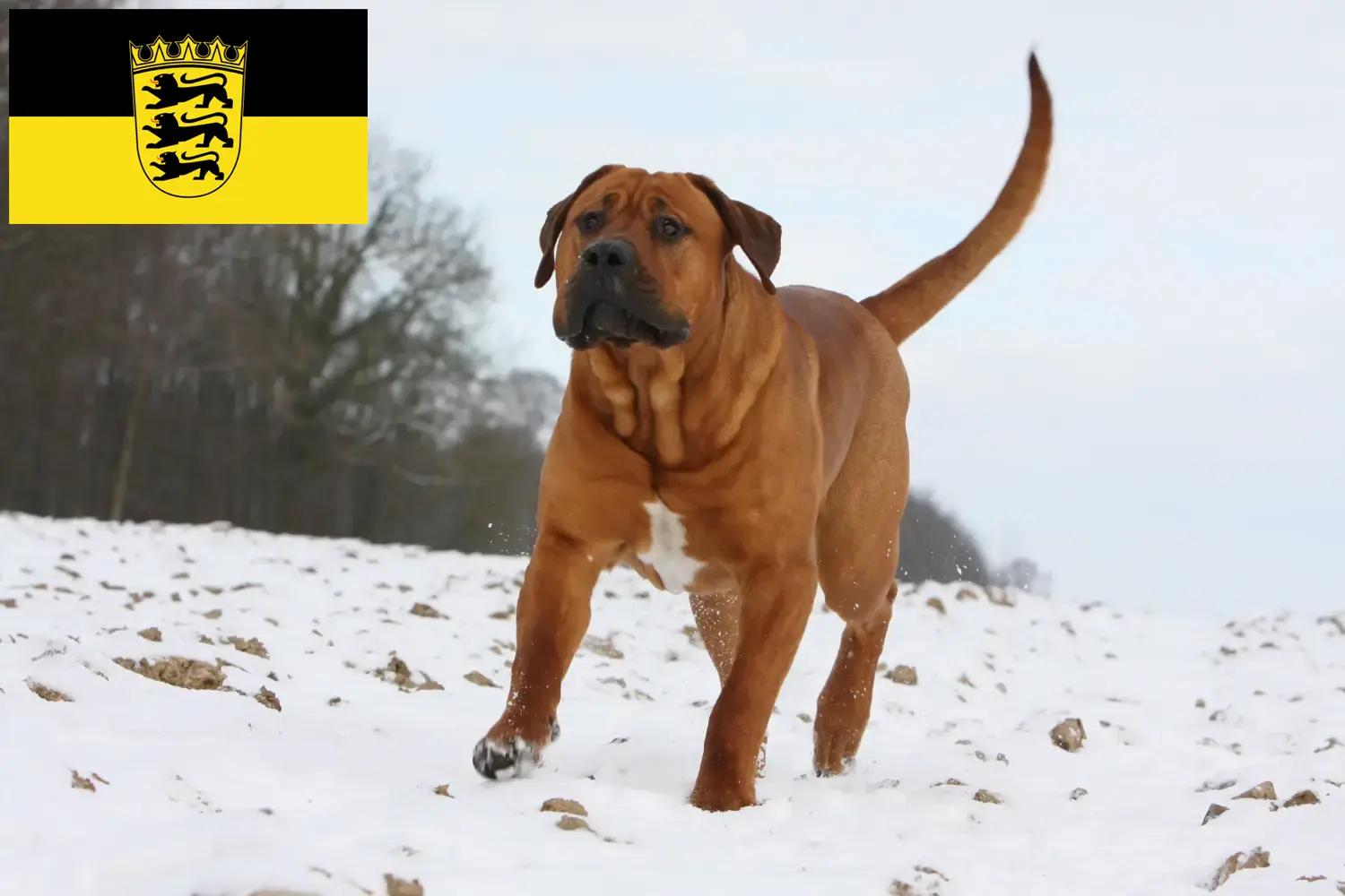 Lee más sobre el artículo Criadores de Tosa y cachorros en Baden-Württemberg