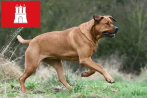 Lee más sobre el artículo Criadores de Tosa y cachorros en Hamburgo