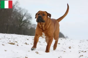Lee más sobre el artículo Criadores de Tosa y cachorros en Italia
