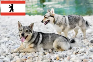 Lee más sobre el artículo Criadores de Västgötaspets y cachorros en Berlín