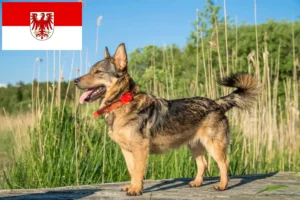 Lee más sobre el artículo Criadores de Västgötaspets y cachorros en Brandenburgo