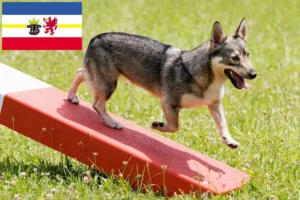 Lee más sobre el artículo Criadores de Västgötaspets y cachorros en Mecklemburgo-Pomerania Occidental