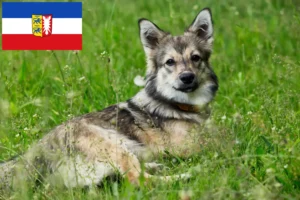 Lee más sobre el artículo Criadores de Västgötaspets y cachorros en Schleswig-Holstein
