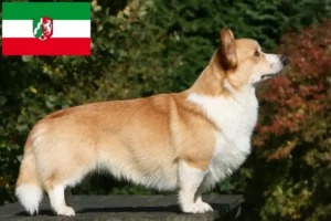 Lee más sobre el artículo Criadores de Welsh Corgi y cachorros en Renania del Norte-Westfalia