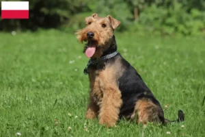 Lee más sobre el artículo Criadores y cachorros de Welsh Terrier en Polonia