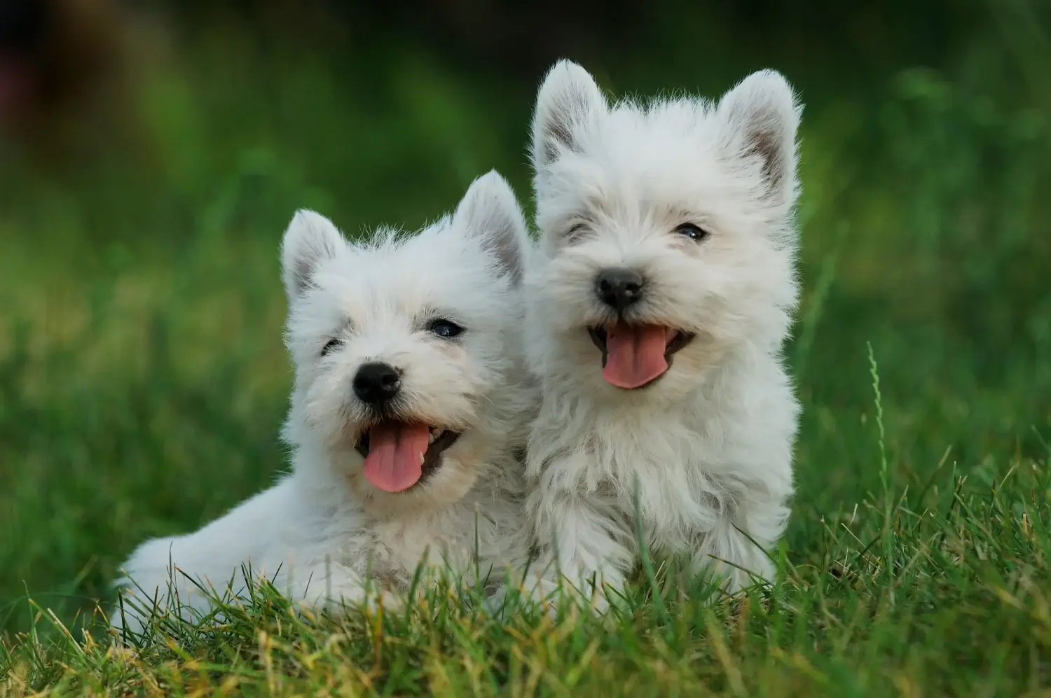 Comprar un cachorro de Westie significa asumir responsabilidades. Comprar cachorros Westie.