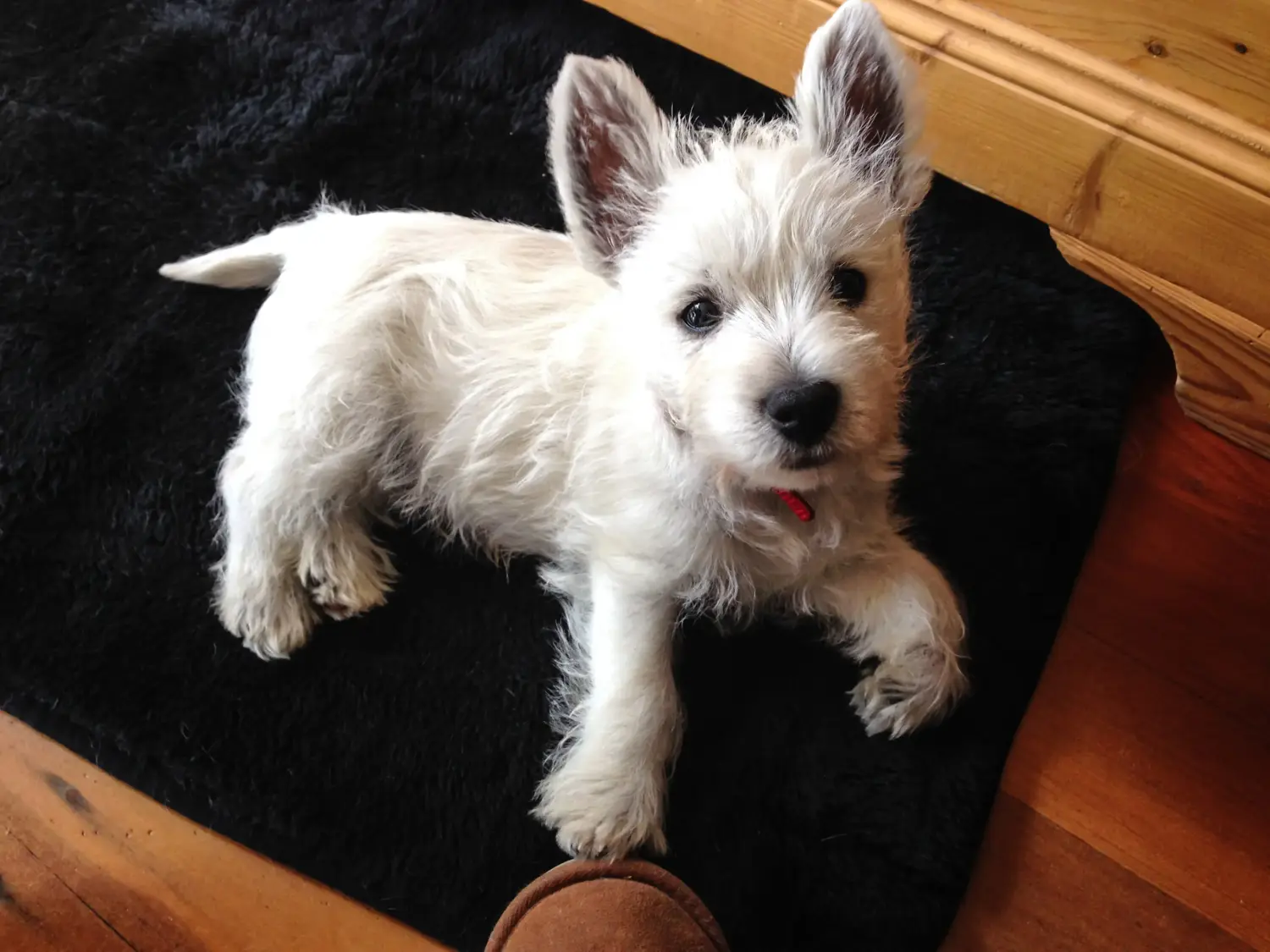 Comprar un cachorro de Westie significa asumir responsabilidades. Comprar cachorros Westie.