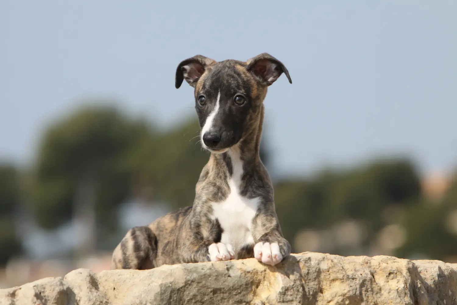 Comprar un cachorro de Whippet significa asumir responsabilidades. Comprar cachorros de Whippet.