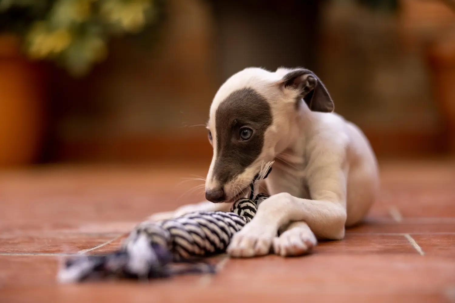Comprar un cachorro de Whippet significa asumir responsabilidades. Comprar cachorros de Whippet.