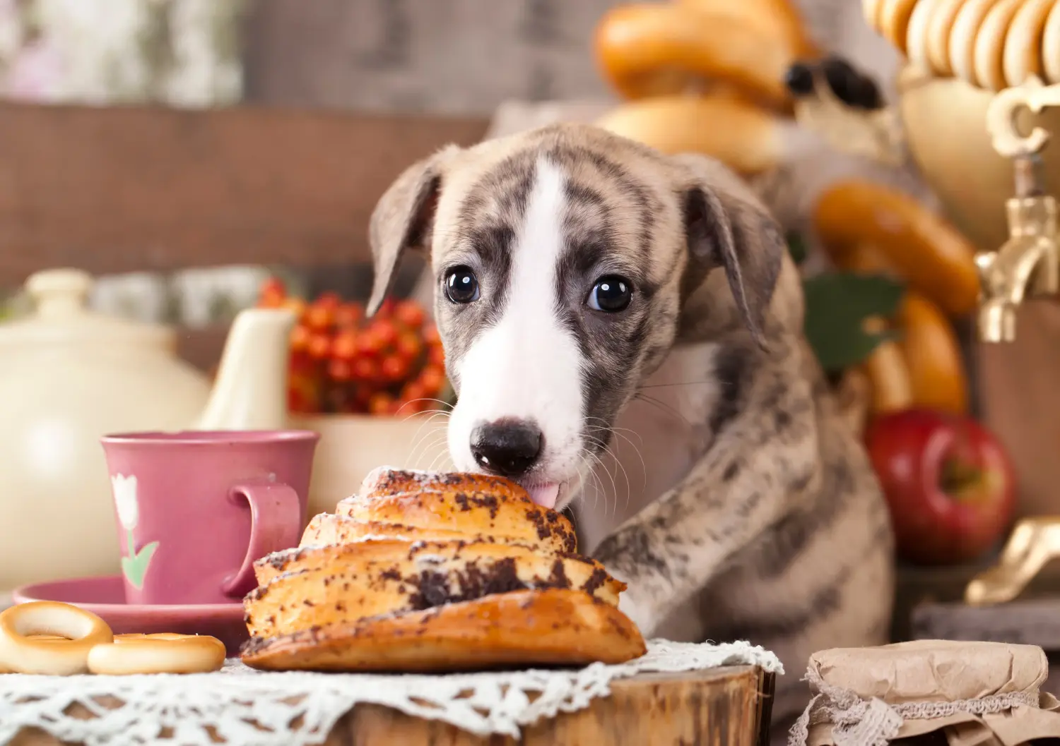 Comprar un cachorro de Whippet significa asumir responsabilidades. Comprar cachorros de Whippet.