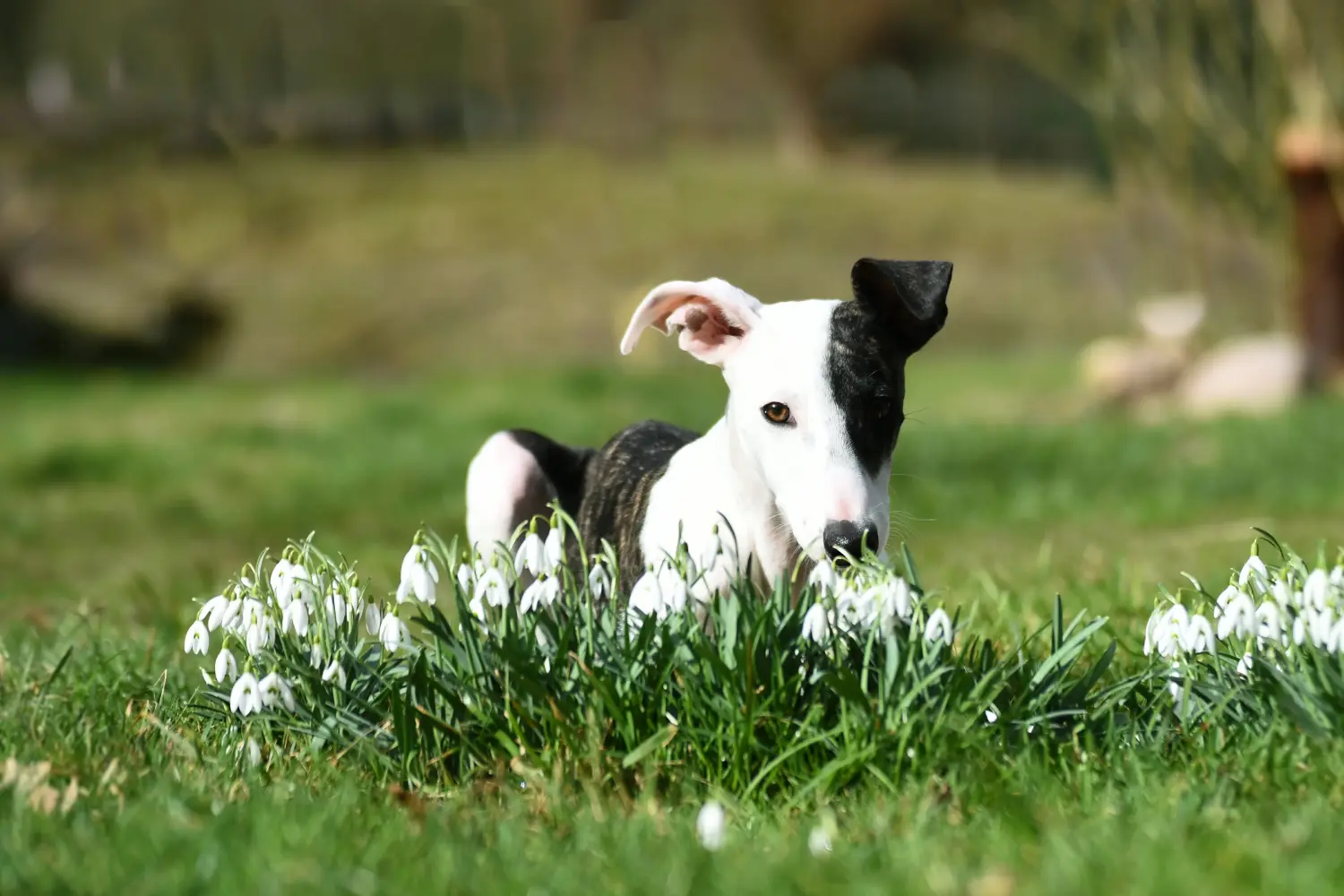 Comprar un cachorro de Whippet significa asumir responsabilidades. Comprar cachorros de Whippet.