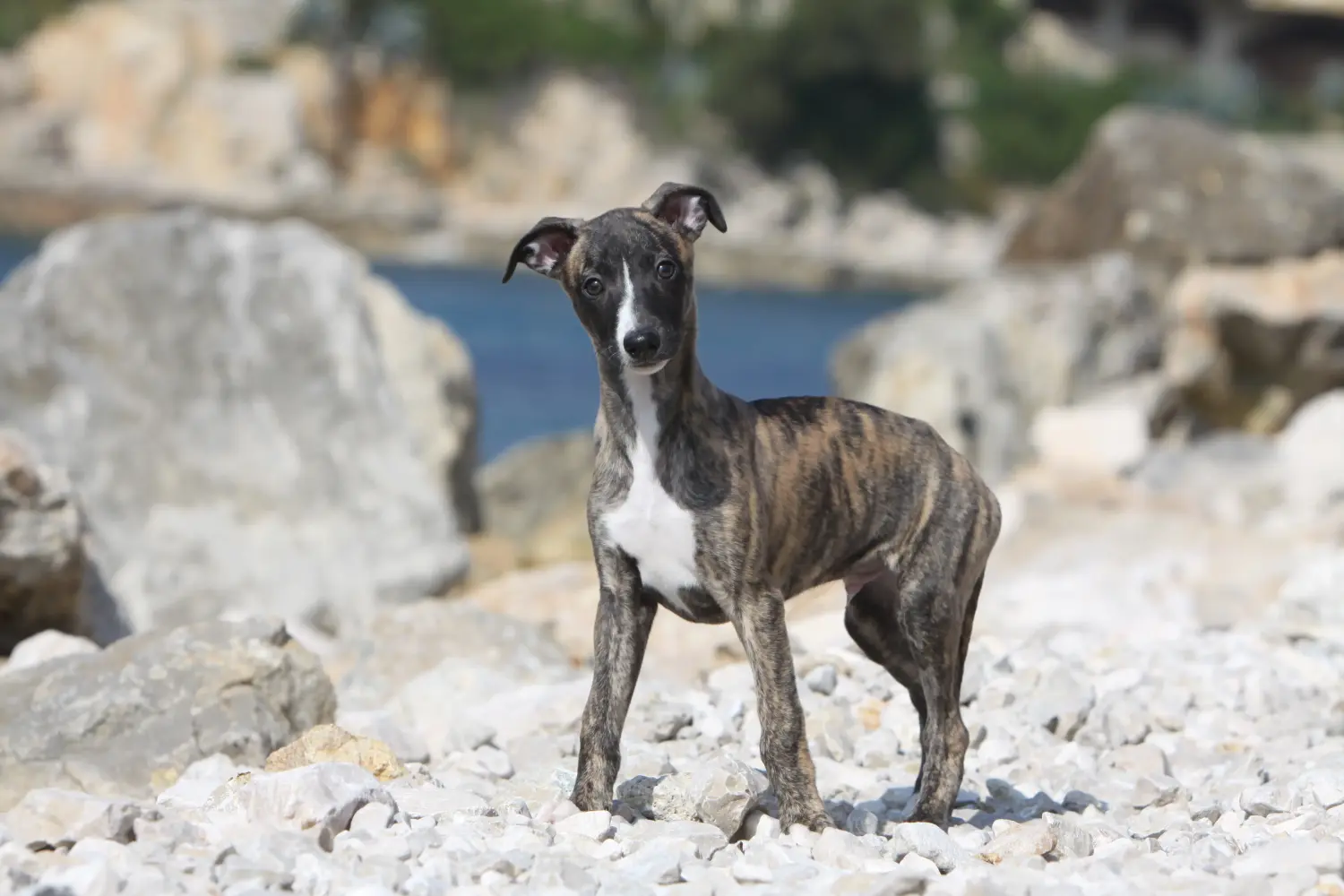Comprar un cachorro de Whippet significa asumir responsabilidades. Comprar cachorros de Whippet.