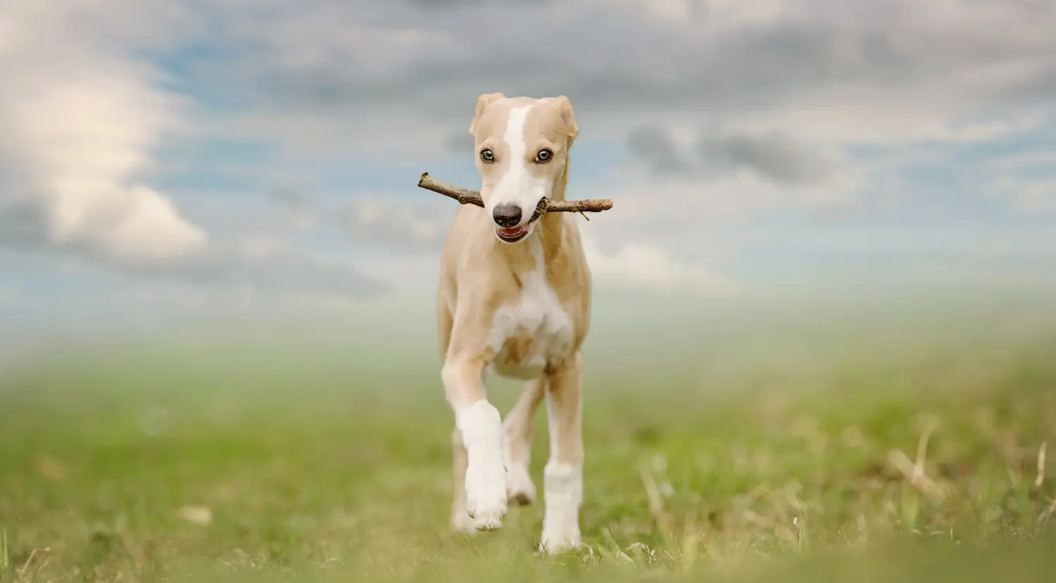 Comprar un cachorro de Whippet significa asumir responsabilidades. Comprar cachorros de Whippet.