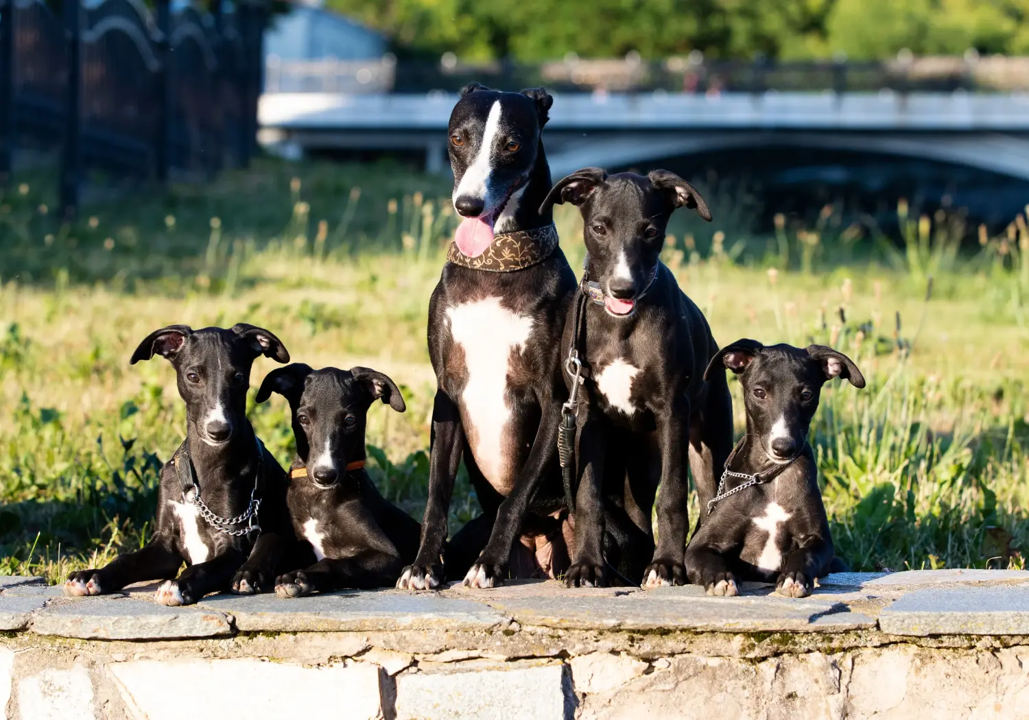 Comprar un cachorro de Whippet significa asumir responsabilidades. Comprar cachorros de Whippet.